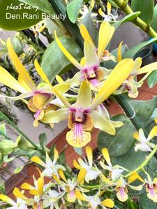 Dendrobium Rani Beauty