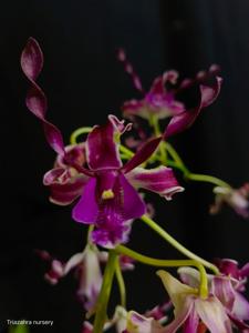 Dendrobium Nina Yulia