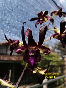 Dendrobium Black Delmora