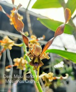 Dendrobium Mpu Gandring