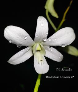 Dendrobium Kriswanti YP