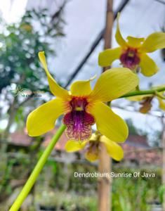 Dendrobium Sunrise of Java