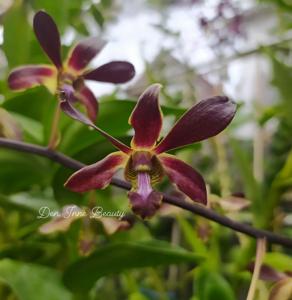 Dendrobium Inne Beauty