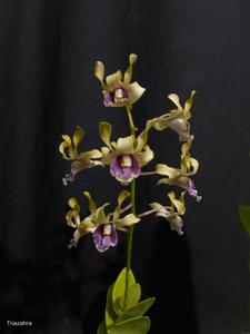 Dendrobium Mr Nawi Handsome