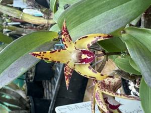 Dendrobium King's Paradise Uluru