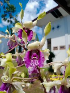 Dendrobium Sutri Beauty