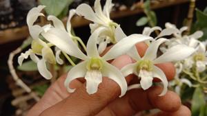 Dendrobium Kirana