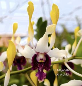 Dendrobium Majapahit