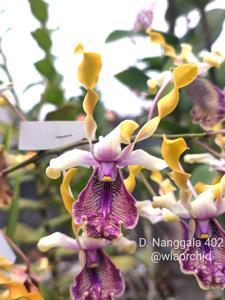 Dendrobium Nanggala 402