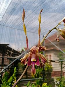 Dendrobium Ande-Ande Lumut