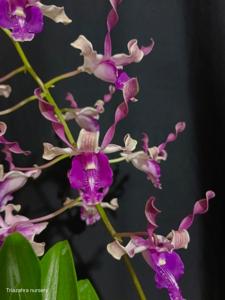 Dendrobium Nora Kandijo