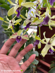 Dendrobium Kahiyang Ayu