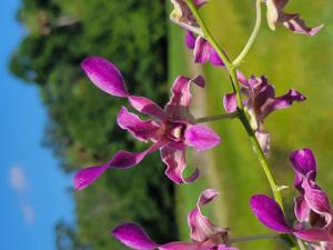 Dendrobium Nina Iser