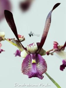 Dendrobium Firalin