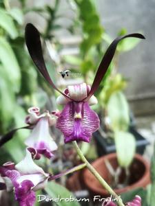 Dendrobium Firalin