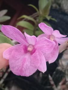 Dendrobium Ranu Kumbolo