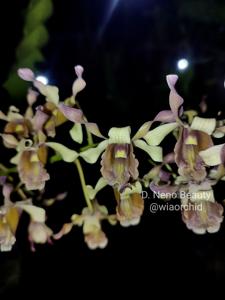 Dendrobium Neno Beauty