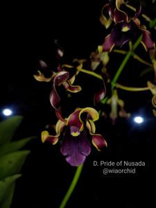 Dendrobium Pride of Nusada