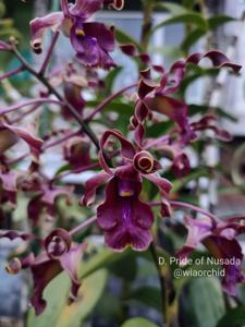 Dendrobium Pride of Nusada