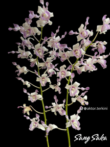 Dendrobium Sang Saka