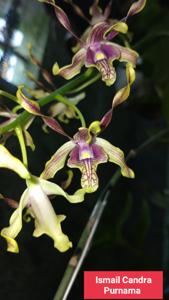 Dendrobium Pretty Dewanty