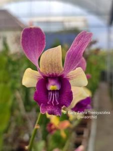 Dendrobium Early Zahra Treesyazalea