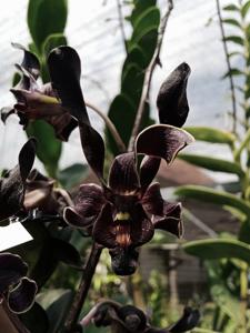 Dendrobium Black Bull