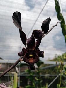 Dendrobium Black Bull