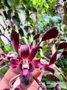 Dendrobium Black Bull