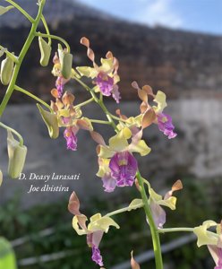 Dendrobium Deasy Larasati