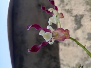 Dendrobium Tanduk Mulia