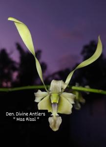 Dendrobium Divine Antlers