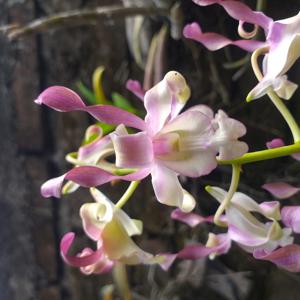 Dendrobium Harun al-Rashid