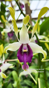 Dendrobium Mydis