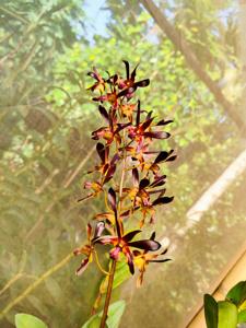 Dendrobium Bujang Ganong