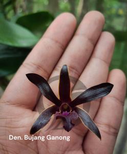 Dendrobium Bujang Ganong