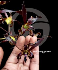 Dendrobium Ronggolawe