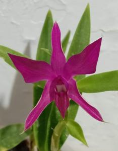 Dendrobium Merah Merona