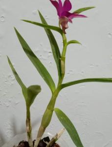 Dendrobium Merah Merona