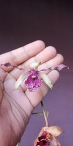 Dendrobium Nicha Pink Runtz