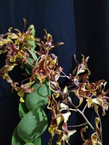 Dendrobium Tunggul Ametung