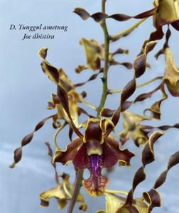 Dendrobium Tunggul Ametung