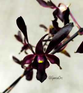 Dendrobium Pandawa 5