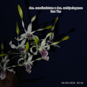 Dendrobium Kanjuruhan Satu Oktober 22