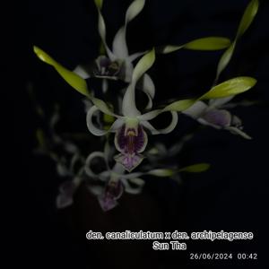 Dendrobium Kanjuruhan Satu Oktober 22