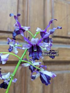 Dendrobium Yesika Toni