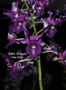 Dendrobium Shiwa