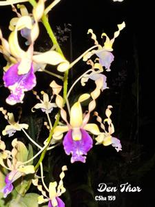 Dendrobium Thor