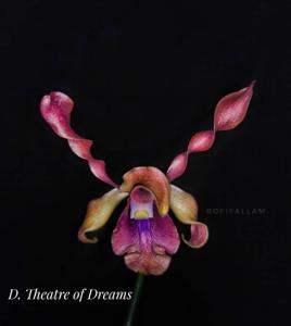 Dendrobium Theatre of Dreams