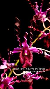 Dendrobium Theatre of Dreams